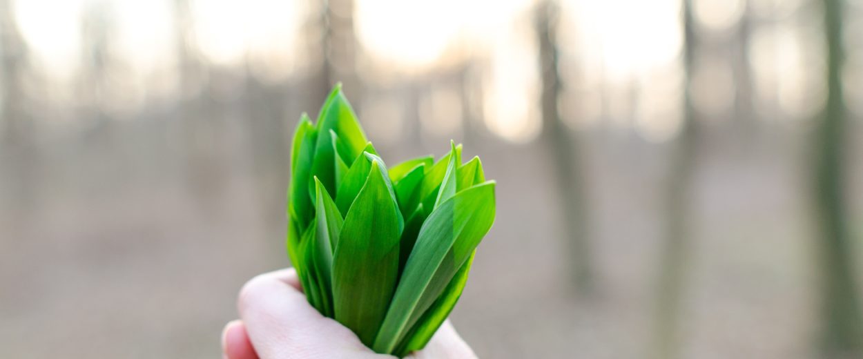 Tips To Help You Create an Eco-Friendly Home and Yard